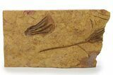 Ordovician Fossil Crinoid Plate - Marzane, Morocco #287085-1